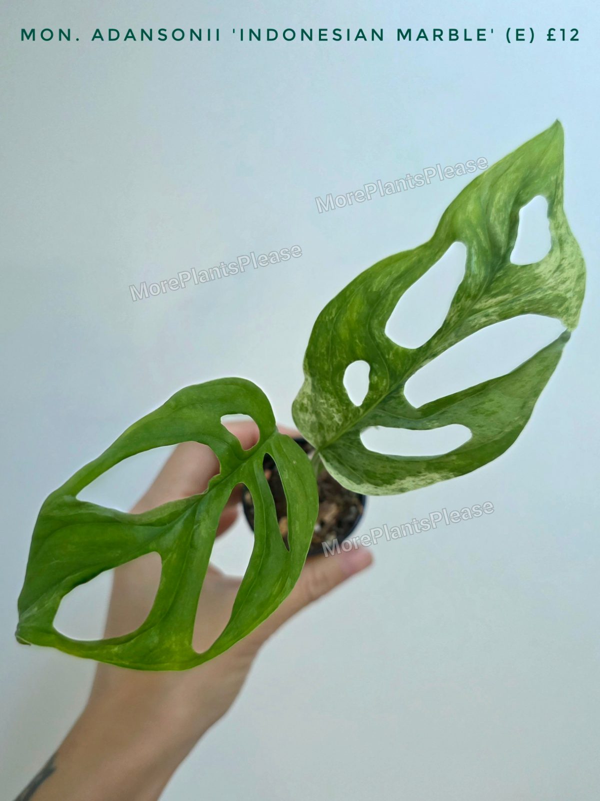 Monstera adansonii 'Indonesian Marble'