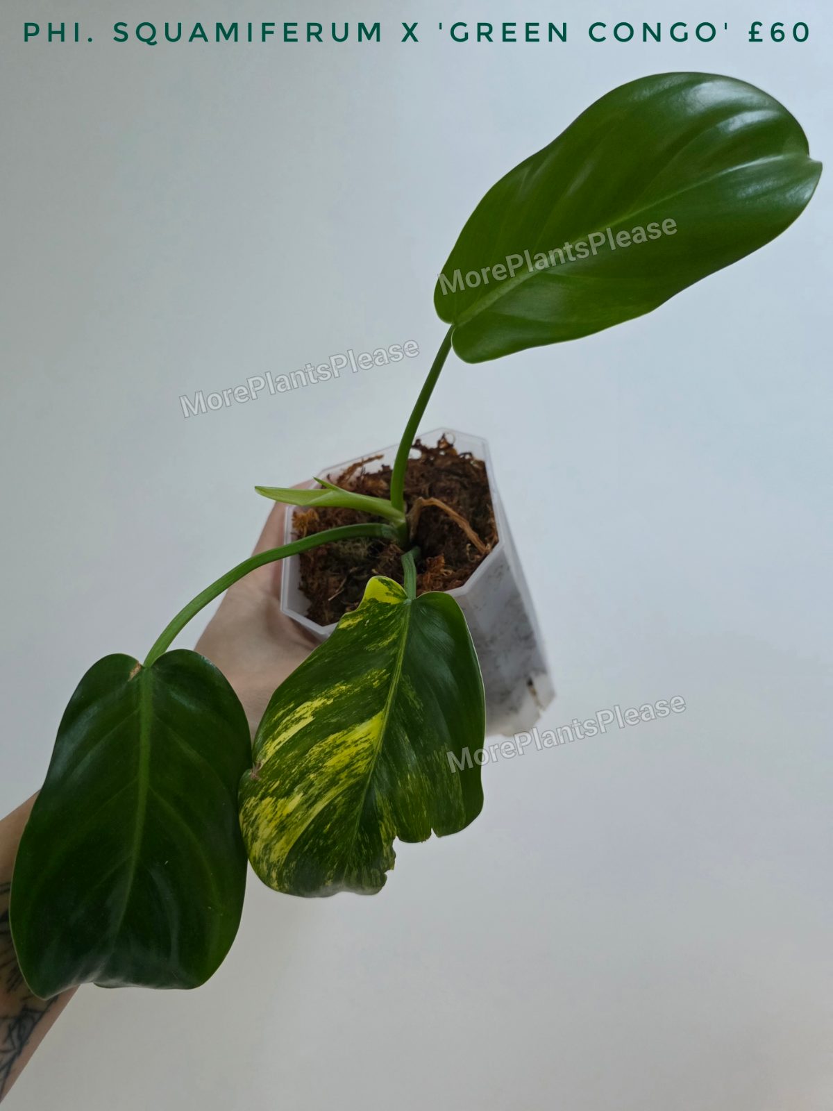 Philodendron squamiferum x 'Green Congo'