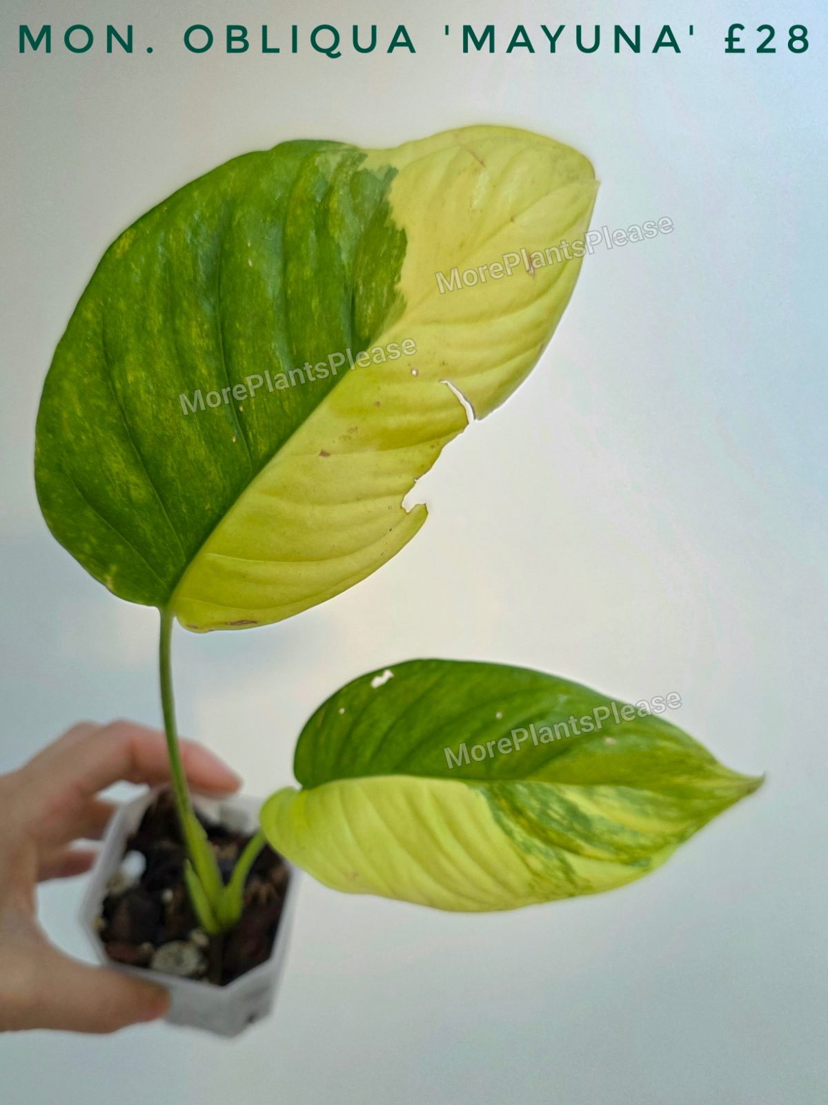 Monstera obliqua 'Mayuna'