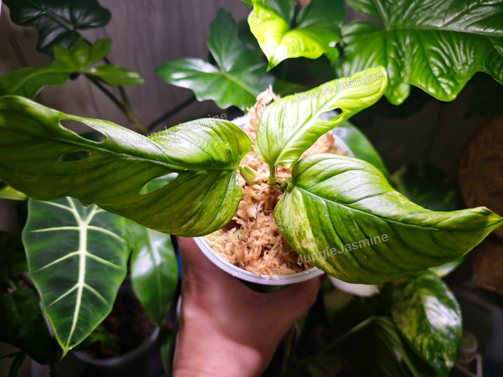 Monstera Obiqua Muyana Aurea