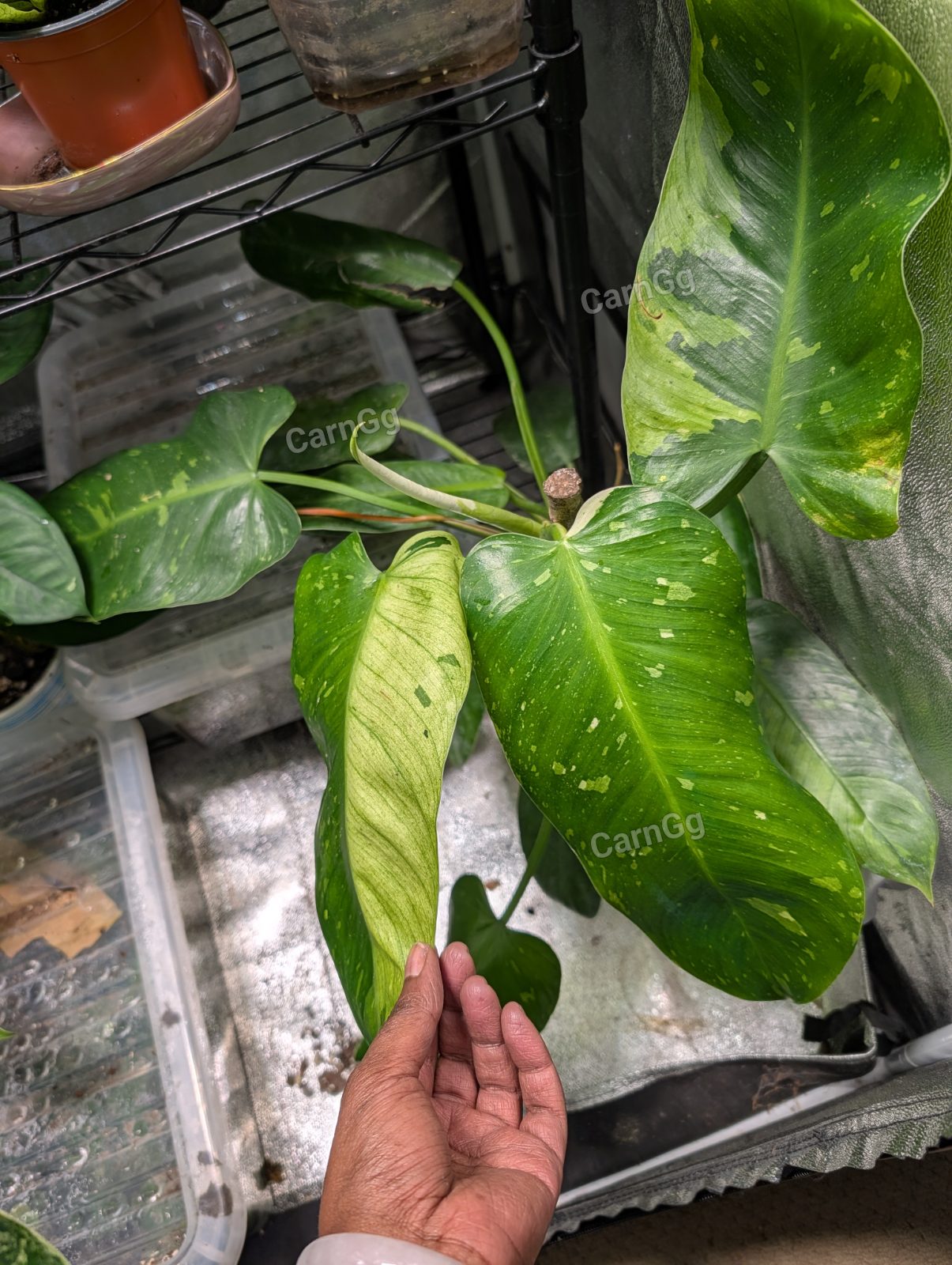 Philodendron Jose Buono