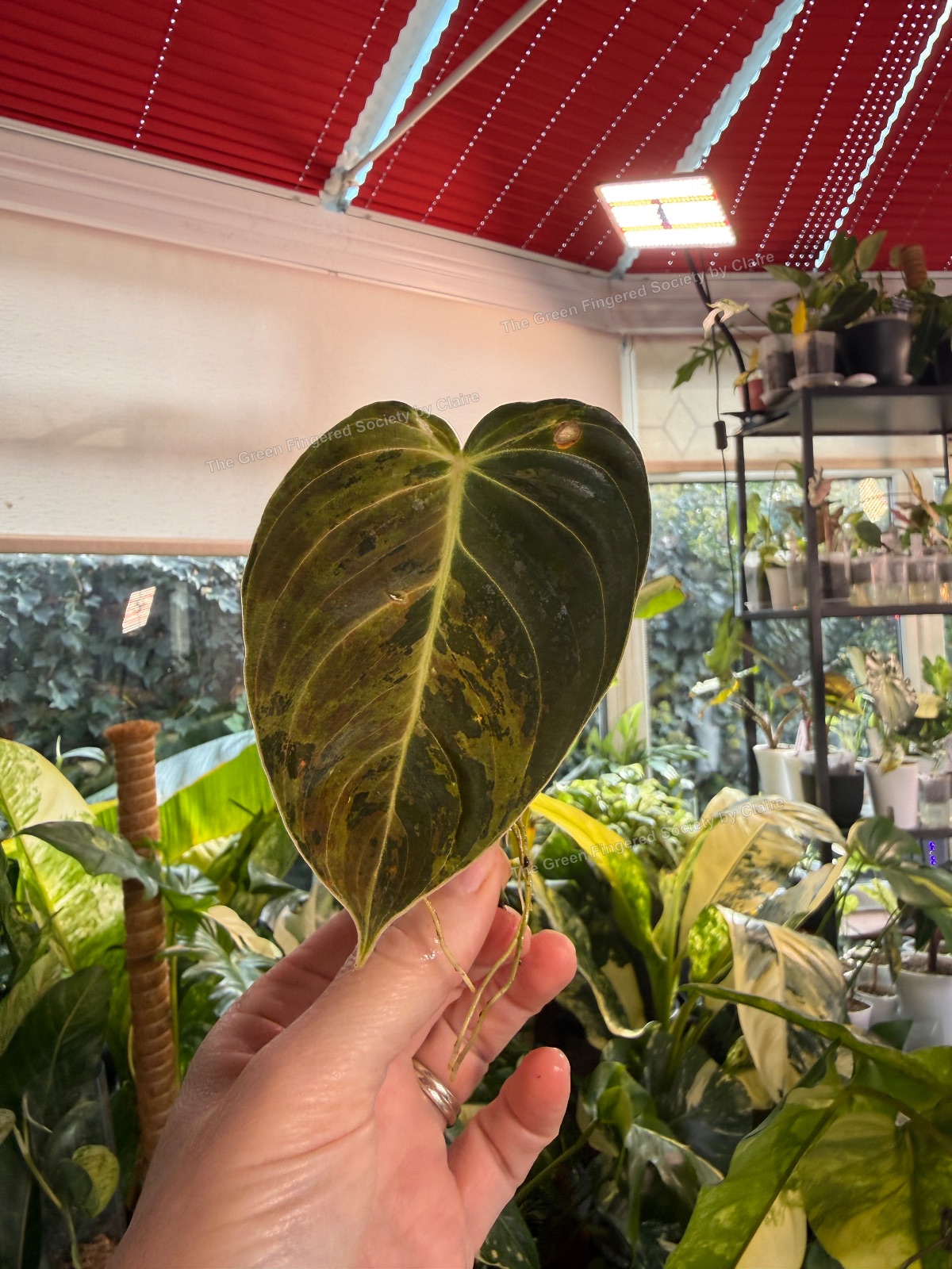 Variegated Philodendron Melanochrysum